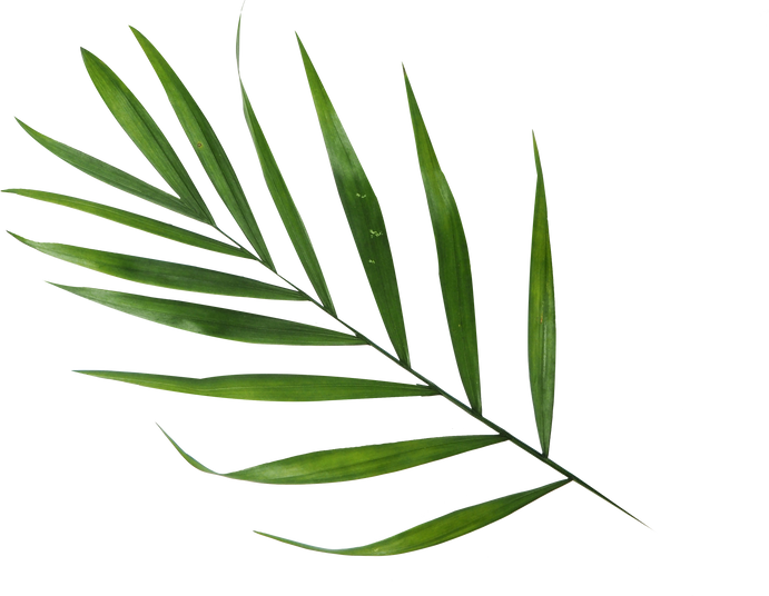 Green Tropical Leaf